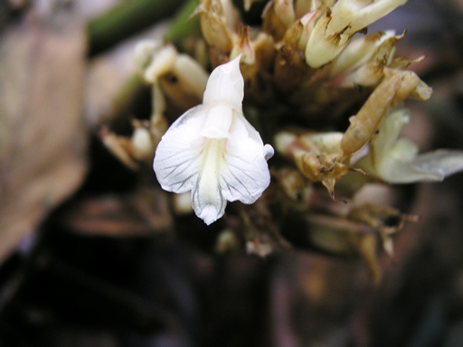 เร่วป่า Amomum repoeense Pierre ex Gagnep.<br/>ZINGIBERACEAE